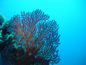 南沙群岛 - 南沙群岛海域的珊瑚礁10 