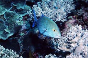 南沙群岛 - 南沙群岛海域的珊瑚礁12 