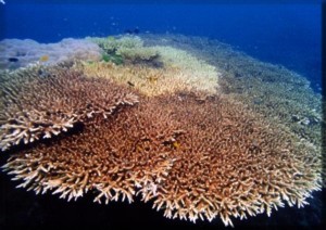 南沙群岛 - 南沙群岛海域的珊瑚礁8 